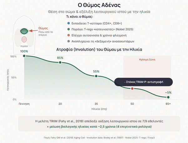TRiiM-P: Τι Μετράω και Πώς Ξεκίνησαν Όλα 2 Θύμος αδένας ατροφία involution TRiiM-P