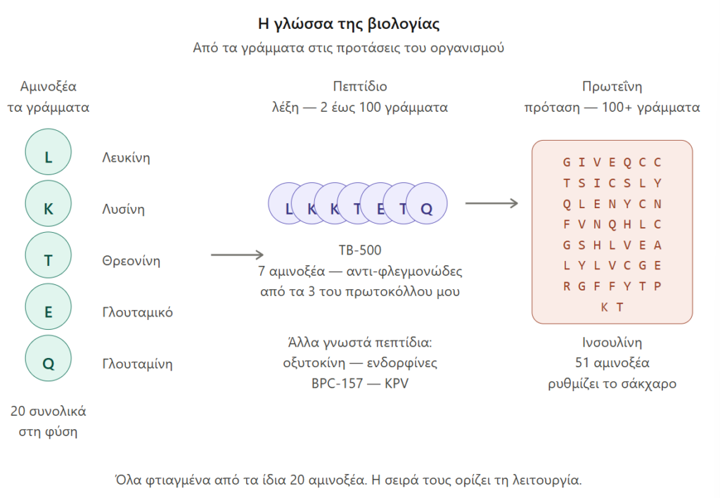 Διάγραμμα: αμινοξέα ως γράμματα, TB-500 ως λέξη 7 αμινοξέων (LKKTETQ), ινσουλίνη ως ολόκληρη πρόταση 51 αμινοξέων